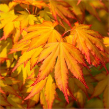Клен віяловий / пальмолистий / япоський Оранж Дрім | Acer palmatum Orange Dream | Клен веерный / пальмолистный Оранж Дрим