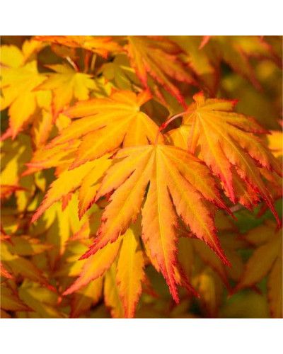 Клен віяловий / пальмолистий / япоський Оранж Дрім | Acer palmatum Orange Dream | Клен веерный / пальмолистный Оранж Дрим