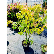 Клен віяловий / пальмолистий / япоський Оранж Дрім | Acer palmatum Orange Dream | Клен веерный / пальмолистный Оранж Дрим