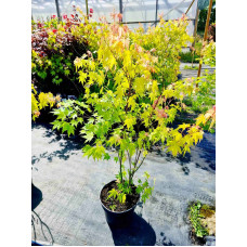 Клен віяловий / пальмолистий / япоський Оранж Дрім | Acer palmatum Orange Dream | Клен веерный / пальмолистный Оранж Дрим