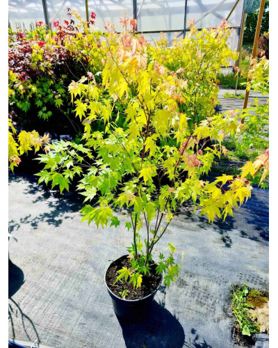 Клен віяловий / пальмолистий / япоський Оранж Дрім | Acer palmatum Orange Dream | Клен веерный / пальмолистный Оранж Дрим