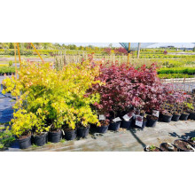 Клен віяловий / пальмолистий / япоський Оранж Дрім | Acer palmatum Orange Dream | Клен веерный / пальмолистный Оранж Дрим