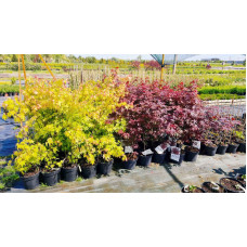 Клен віяловий / пальмолистий / япоський Оранж Дрім | Acer palmatum Orange Dream | Клен веерный / пальмолистный Оранж Дрим