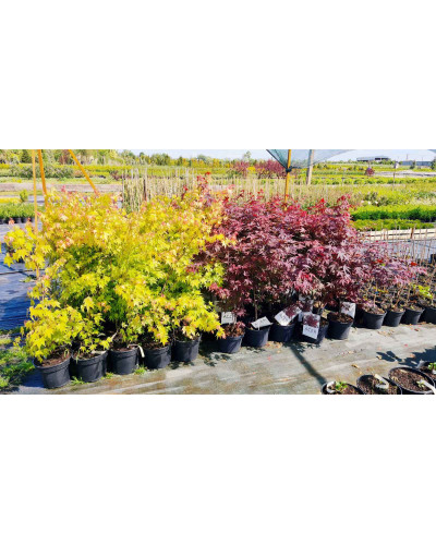 Клен віяловий / пальмолистий / япоський Оранж Дрім | Acer palmatum Orange Dream | Клен веерный / пальмолистный Оранж Дрим