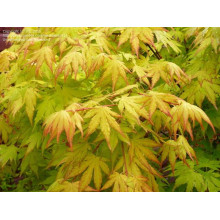 Клен віяловий / пальмолистий / япоський Оранж Дрім | Acer palmatum Orange Dream | Клен веерный / пальмолистный Оранж Дрим