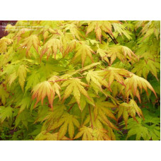 Клен віяловий / пальмолистий / япоський Оранж Дрім | Acer palmatum Orange Dream | Клен веерный / пальмолистный Оранж Дрим