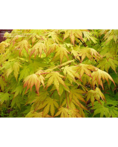 Клен віяловий / пальмолистий / япоський Оранж Дрім | Acer palmatum Orange Dream | Клен веерный / пальмолистный Оранж Дрим