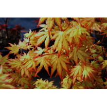 Клен віяловий / пальмолистий / япоський Оранж Дрім | Acer palmatum Orange Dream | Клен веерный / пальмолистный Оранж Дрим
