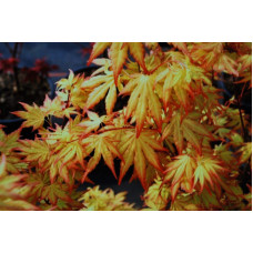 Клен віяловий / пальмолистий / япоський Оранж Дрім | Acer palmatum Orange Dream | Клен веерный / пальмолистный Оранж Дрим