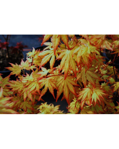 Клен віяловий / пальмолистий / япоський Оранж Дрім | Acer palmatum Orange Dream | Клен веерный / пальмолистный Оранж Дрим