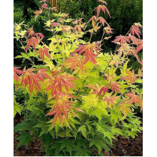Клен віяловий / пальмолистий / япоський Оранж Дрім | Acer palmatum Orange Dream | Клен веерный / пальмолистный Оранж Дрим
