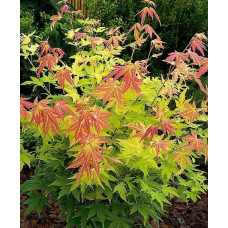Клен віяловий / пальмолистий / япоський Оранж Дрім | Acer palmatum Orange Dream | Клен веерный / пальмолистный Оранж Дрим