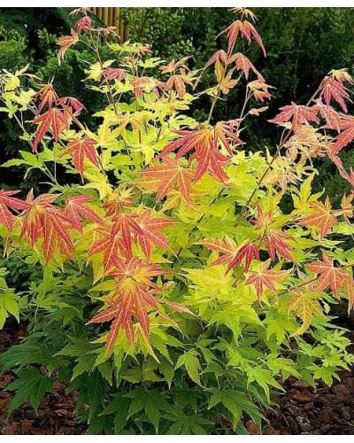 Клен віяловий / пальмолистий / япоський Оранж Дрім | Acer palmatum Orange Dream | Клен веерный / пальмолистный Оранж Дрим