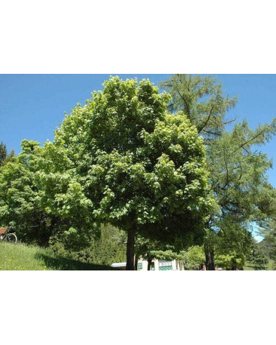 Клен гостролистий | Acer platanoides | Клён остролистный