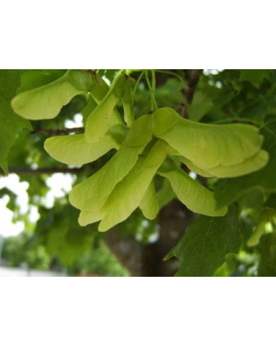 Клен гостролистий | Acer platanoides | Клён остролистный