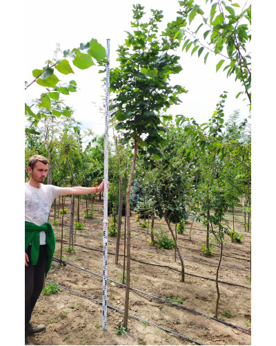 Клен гостролистий | Acer platanoides | Клён остролистный
