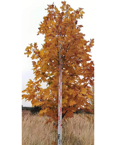 Клен гостролистий | Acer platanoides | Клён остролистный