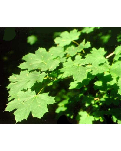Клен гостролистий | Acer platanoides | Клён остролистный