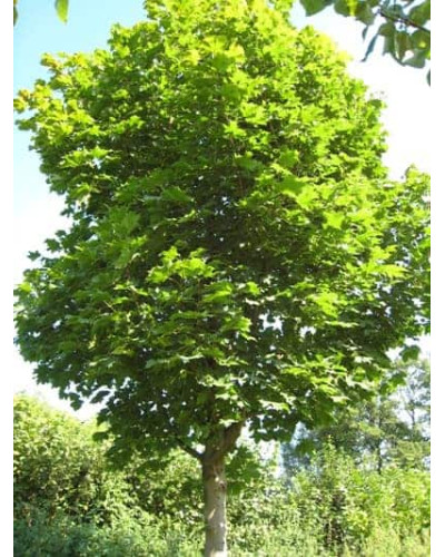 Клен гостролистий | Acer platanoides | Клён остролистный