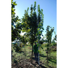 Клен гостролистий | Acer platanoides | Клён остролистный