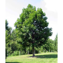 Клен гостролистий | Acer platanoides | Клён остролистный