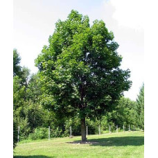 Клен гостролистий | Acer platanoides | Клён остролистный