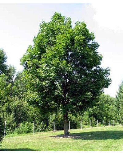 Клен гостролистий | Acer platanoides | Клён остролистный