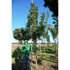 Клен гостролистий | Acer platanoides | Клён остролистный