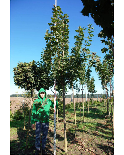 Клен гостролистий | Acer platanoides | Клён остролистный