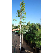 Клен гостролистий | Acer platanoides | Клён остролистный