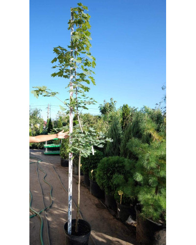 Клен гостролистий | Acer platanoides | Клён остролистный