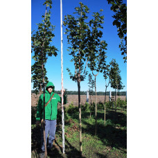 Клен гостролистий | Acer platanoides | Клён остролистный