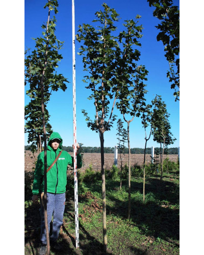 Клен гостролистий | Acer platanoides | Клён остролистный