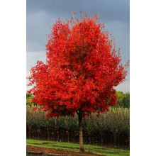 Клен сріблястий | Acer saccharinum | Клён серебристый