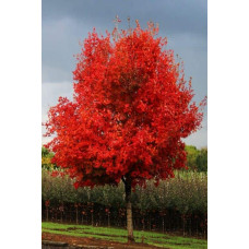 Клен сріблястий | Acer saccharinum | Клён серебристый