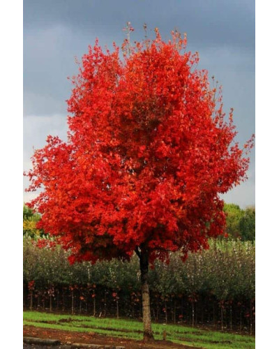 Клен сріблястий | Acer saccharinum | Клён серебристый