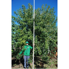 Клен сріблястий | Acer saccharinum | Клён серебристый