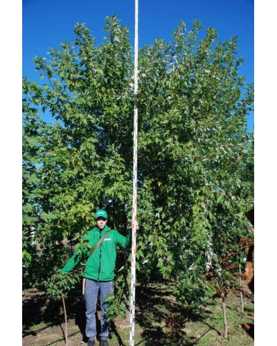 Клен сріблястий | Acer saccharinum | Клён серебристый