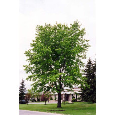 Клен сріблястий | Acer saccharinum | Клён серебристый