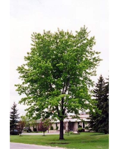Клен сріблястий | Acer saccharinum | Клён серебристый