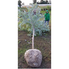 Клен сріблястий | Acer saccharinum | Клён серебристый