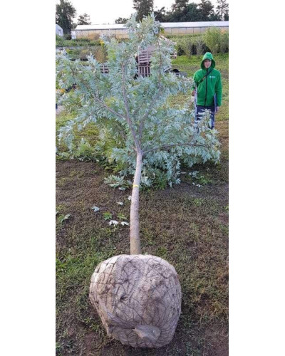 Клен сріблястий | Acer saccharinum | Клён серебристый