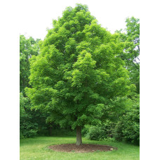 Клен сріблястий | Acer saccharinum | Клён серебристый