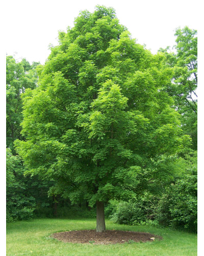 Клен сріблястий | Acer saccharinum | Клён серебристый