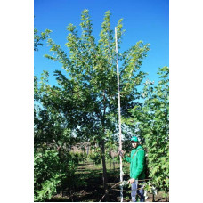 Клен сріблястий | Acer saccharinum | Клён серебристый