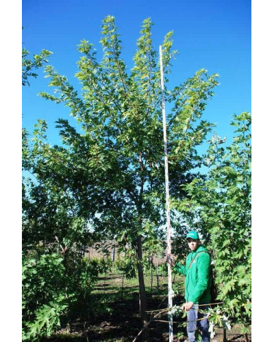 Клен сріблястий | Acer saccharinum | Клён серебристый
