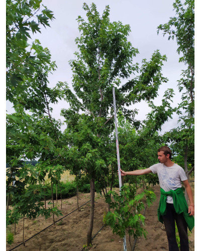 Клен сріблястий | Acer saccharinum | Клён серебристый
