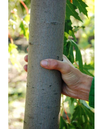 Клен сріблястий | Acer saccharinum | Клён серебристый