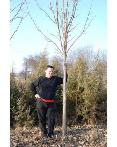 Клен сріблястий | Acer saccharinum | Клён серебристый