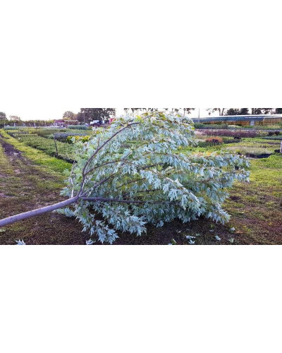 Клен сріблястий | Acer saccharinum | Клён серебристый